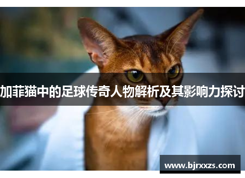 加菲猫中的足球传奇人物解析及其影响力探讨
